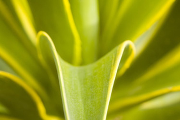 Cómo cuidar el agave.