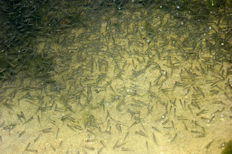 Cientos de peces pueden eclosionar al mismo tiempo