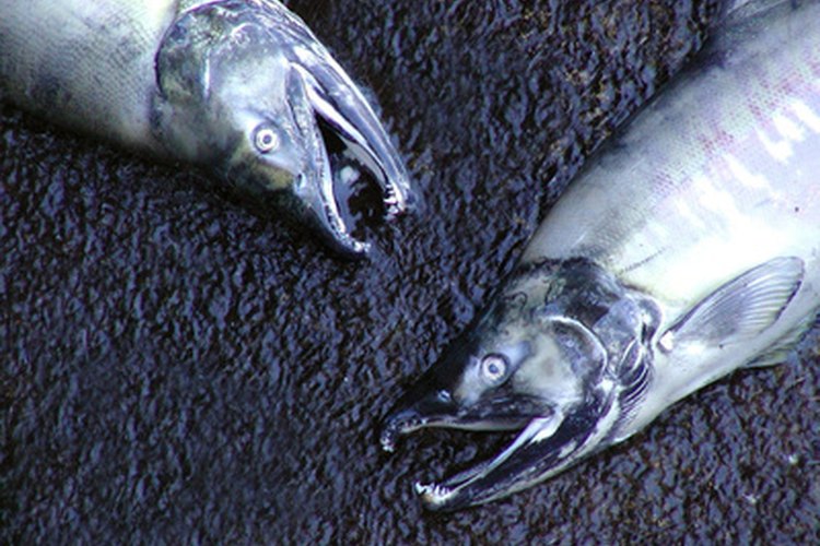 Deja que el color plateado de la parte exterior del salmón te inspire para escoger accesorios para tu hogar.