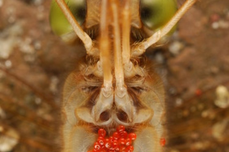 Ácaro.