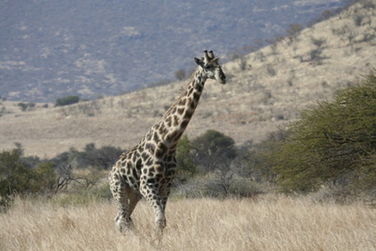 Los animales carnívoros, herbívoros y las plantas coexisten en las regiones del bosque tropical seco.