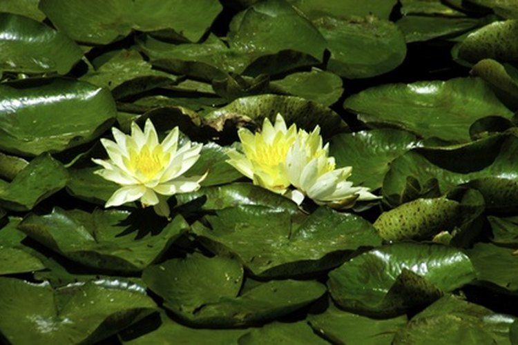 Dos flores de el corazón flotante amarillo