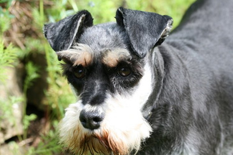 Schnauzer.