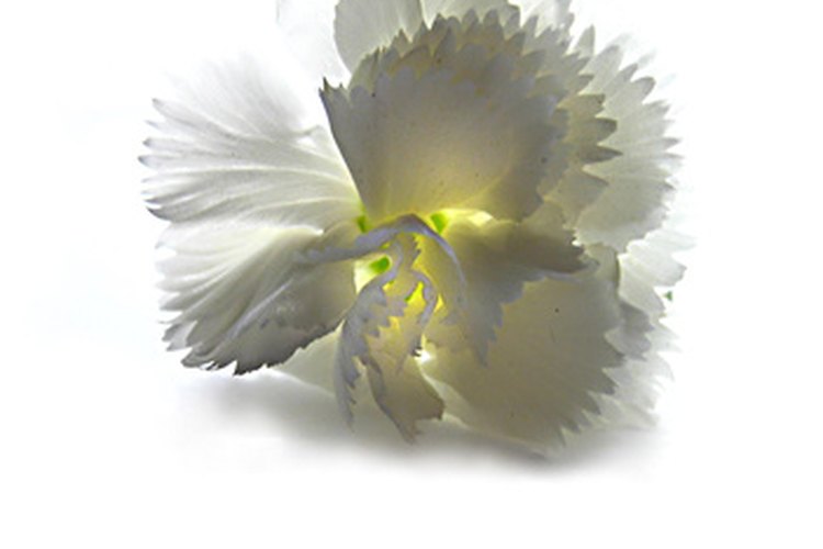 La forma distintiva de los pétalos de un clavel blanco.