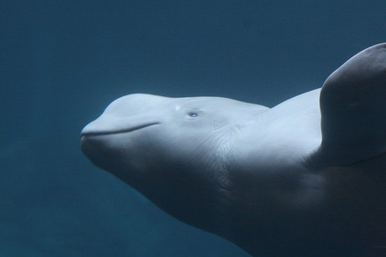Beluga.