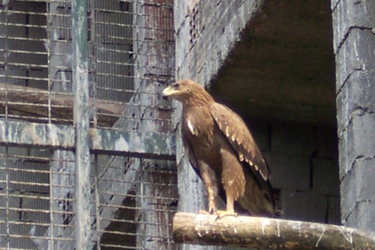 Ciclo vital del águila