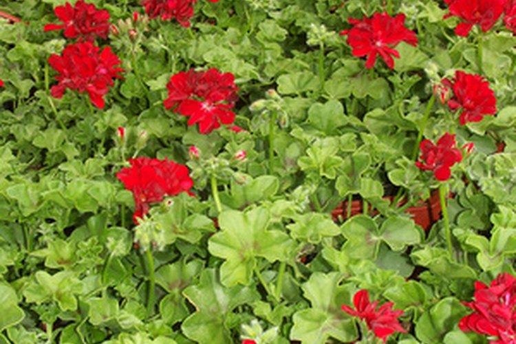 Pelargonios saludables como una planta de arriate.