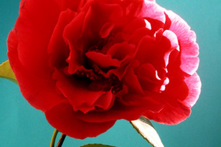 La camelia roja significa el valor interior.