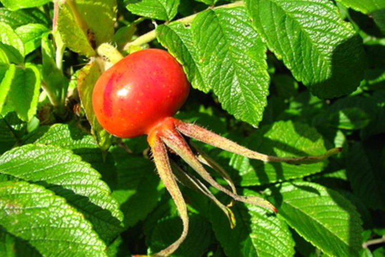 El escaramujo tiene un alto contenido de vitamina C y se suele utilizar para tratar los síntomas del resfrío.