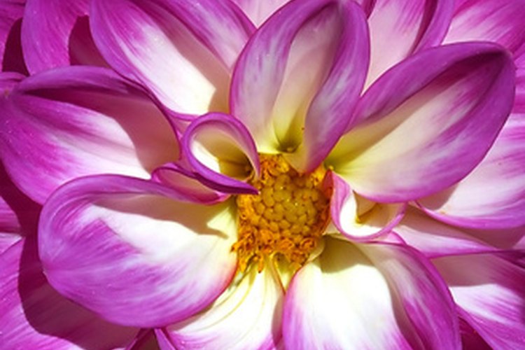 Las dalias son una de las muchas flores nativas de México.