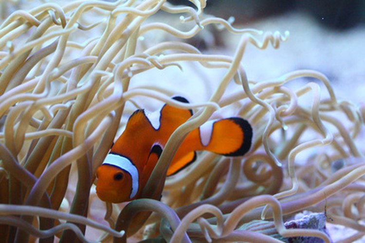 Qué tipos de animales viven alrededor de los arrecifes de