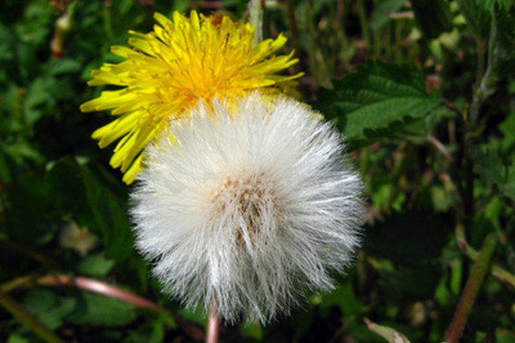 Los diente de león en dos estadíos de su crecimiento, creciendo como quieren en el jardín.
