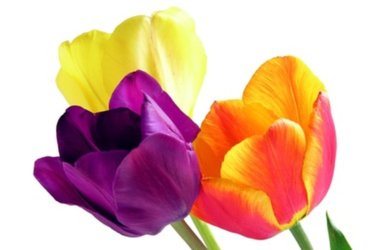 Los tulipanes vienen en muchos colores.