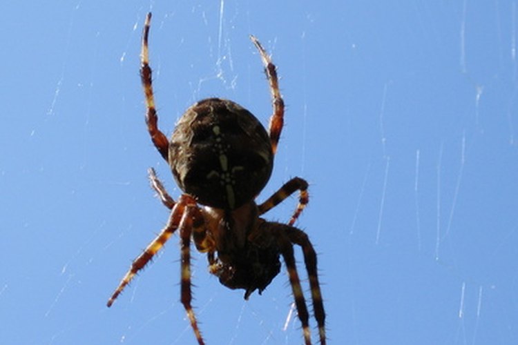 El disfraz de araña es muy fácil de hacer.