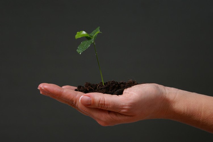 Cultivar una planta saludable requiere cuidado y atención.