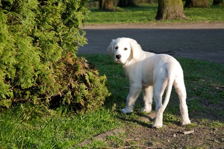 La mayoría de los veterinarios recomiendadn castrar o esterilizar al cachorro a los 6 meses de edad.