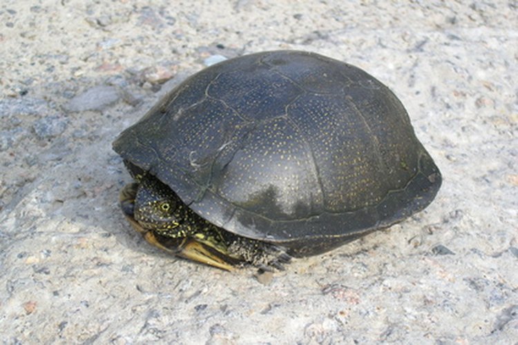 La tortuga se consideraba una criatura mágica.