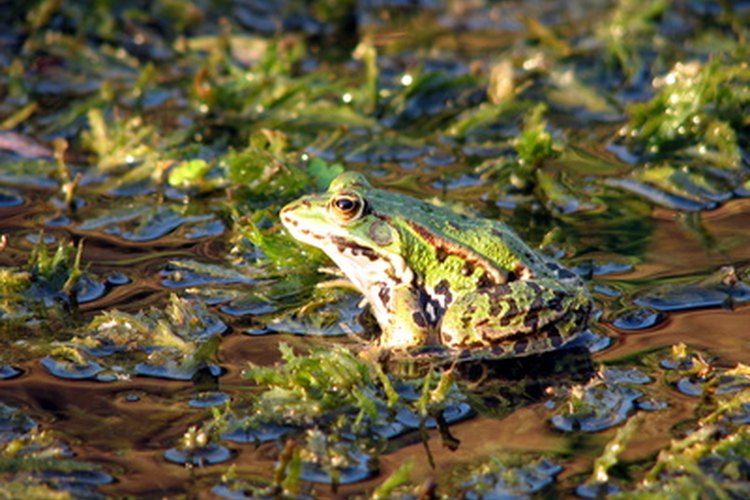 Las ranas verdes se asemejan a las ranas toro.