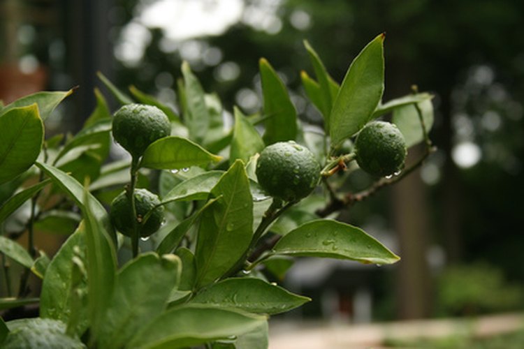 Las limones pueden ser usados en bebidas saborizantes, pasteles y pescado.