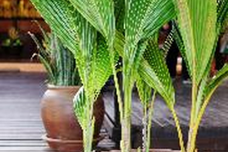 Las plantas más pequeñas pueden ser sacadas de sus macetas.