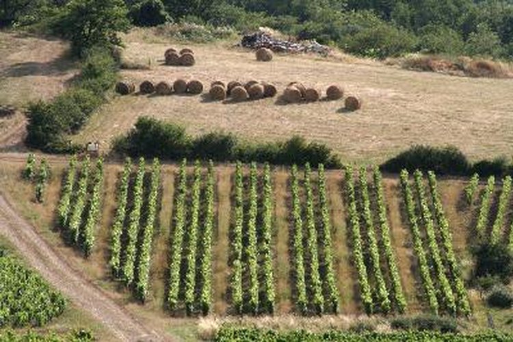 Región de Beaujolais en Francia.