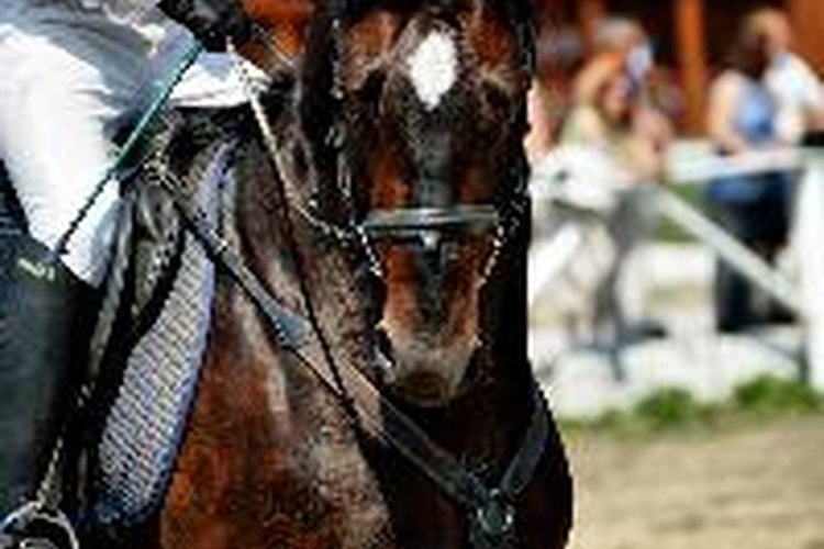 Los defectos de conformación de la rodilla pueden ocasionar más desgaste en las rodillas de un caballo.