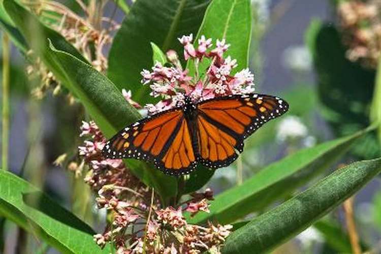 Las asclepias atraen a las mariposas monarcas.