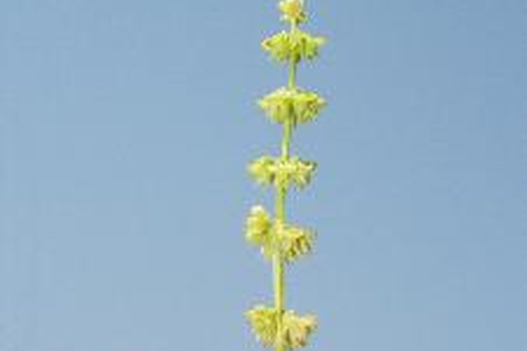 Los jardineros suelen recortar las flores de la albahaca apenas aparecen.