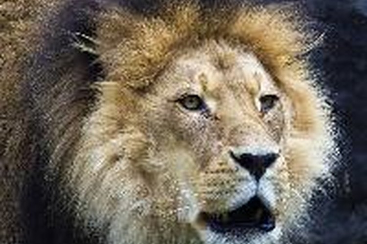 León.