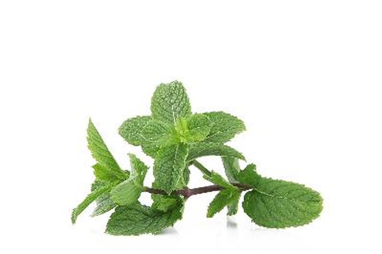 El té de menta, puede aliviar los cólicos y reducir el malestar digestivo.