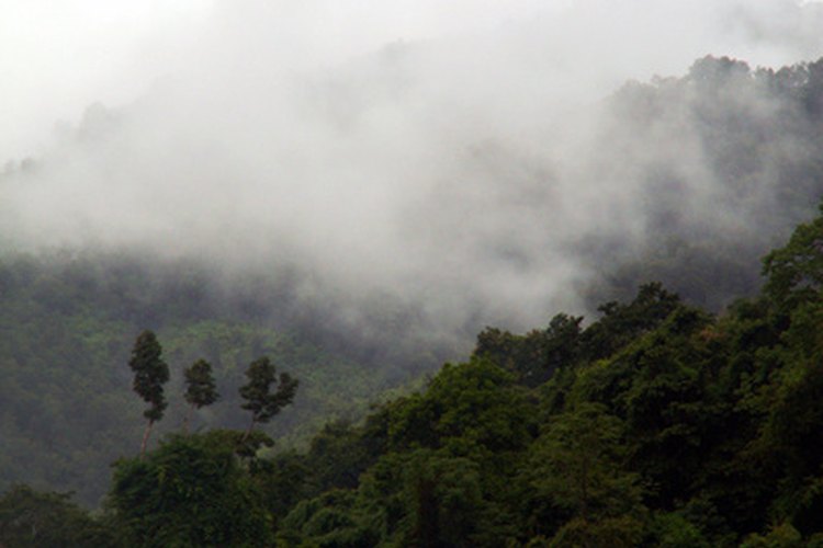 La selva tropical es el hábitat natural de más de la mitad de las plantas y especies animales del mundo.