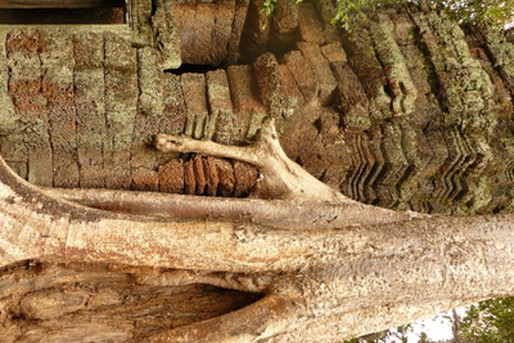 Raíces de un árbol.