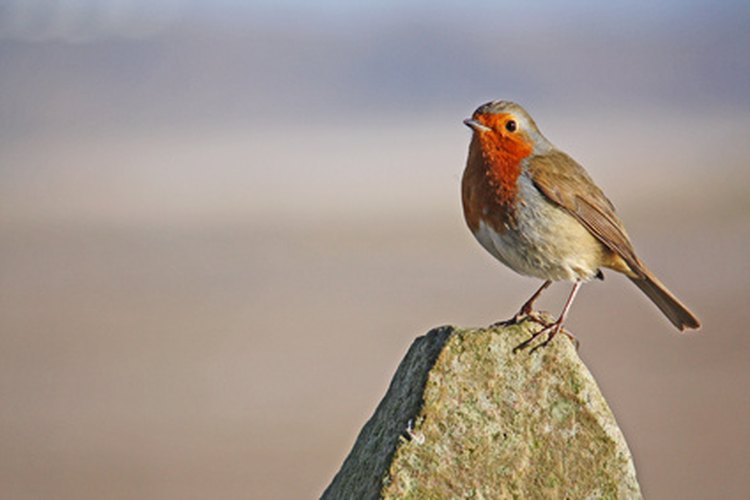 El petirrojo se despierta temprano y es una de las aves que cantan más temprano al alba.