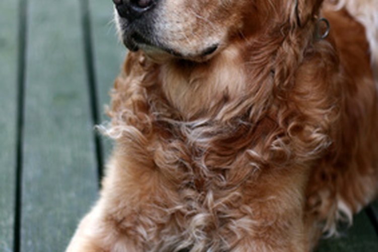 La dislocación repentina de cadera en los perros se puede tratar con cirugía o sin ella.