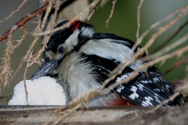 Muchas especies de pájaros carpinteros habitan los bosques caducifolios templados de Asia, Europa y América del Norte.