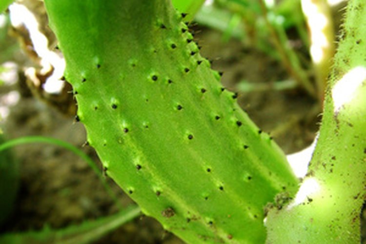 Pepino.