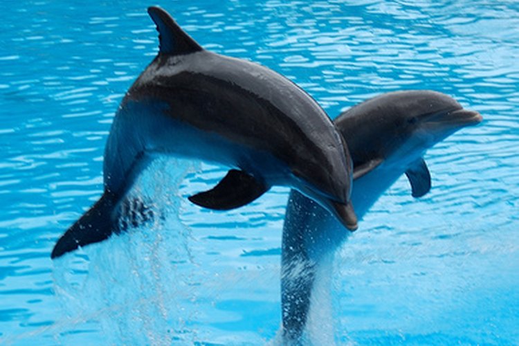 Los delfines son muy inteligentes.