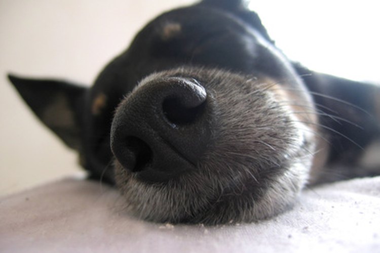 Tu veterinario te recomendará realizar un análisis de sangre, un perfil bioquímico y un análisis de orina.