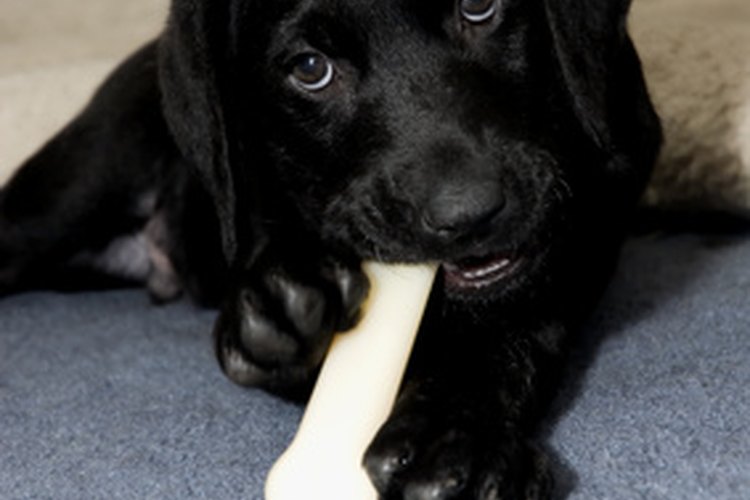 Dentición en cachorros