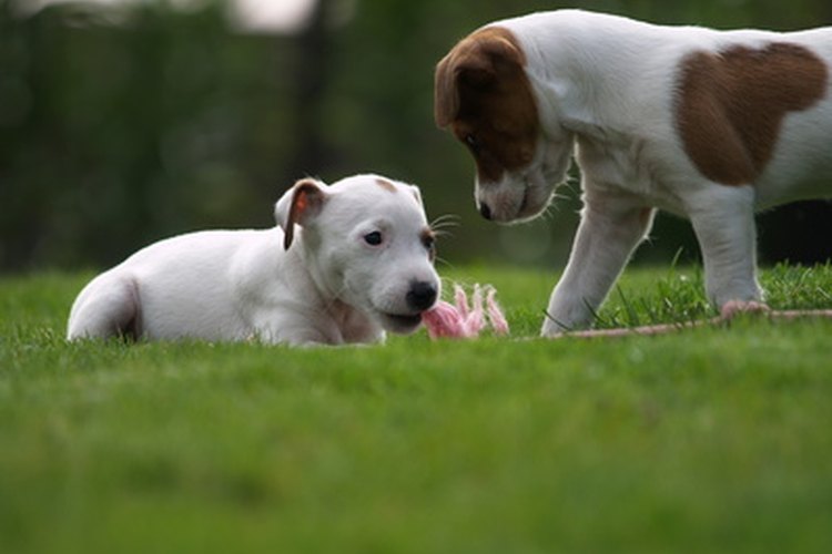 Coloca un mantel, servilletas y platos con impresiones de patas de perro.