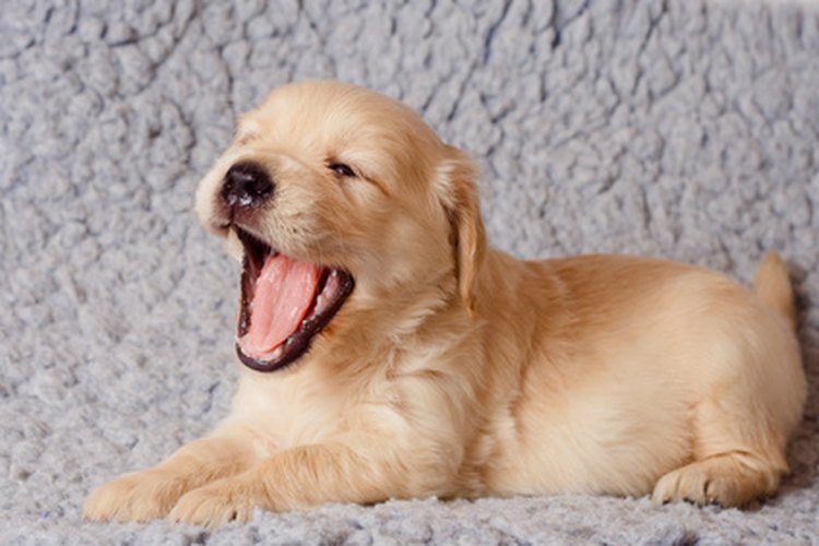 Para evitar que los golden retrievers mordisqueen durante el juego es necesario entrenarlos de la manera adecuada.