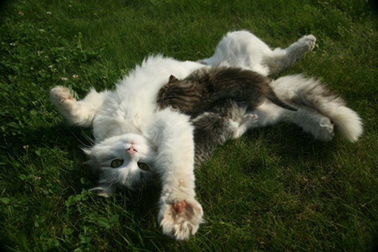 Tu gato estará haciendo lo que acostumbra en poco tiempo.