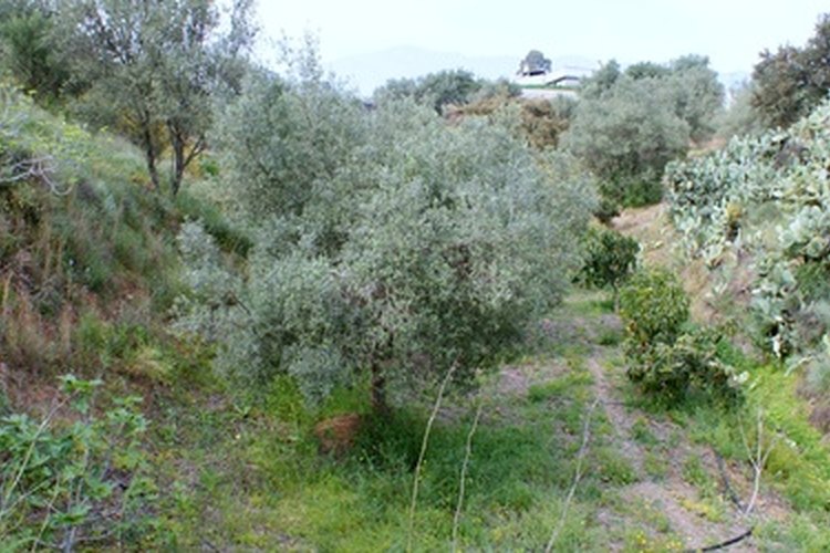 Syringa reticulata.