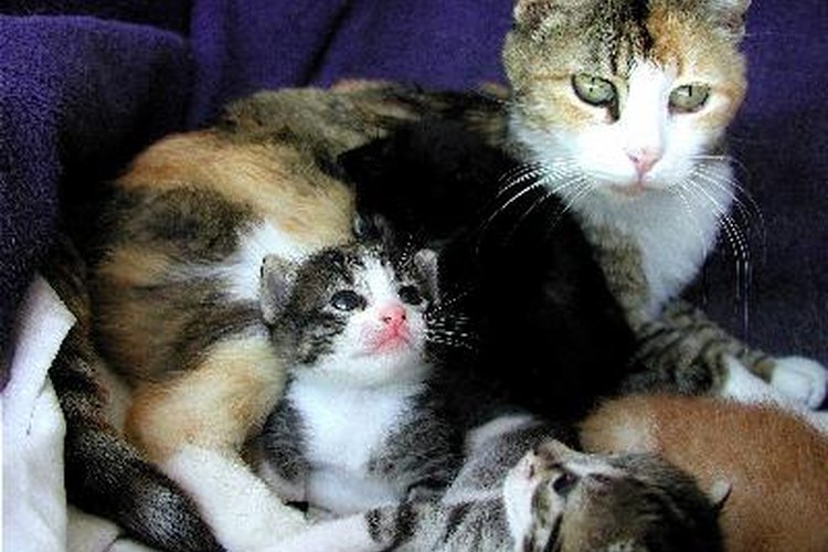 Los gatos y sus garras anteriores.