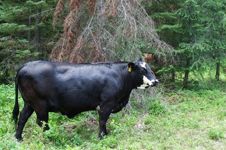 Información sobre el Angus Negro.
