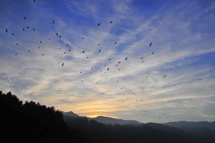 A medida que los días se hacen más cortos verás menos colibríes.
