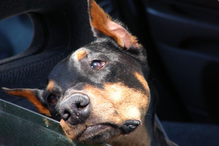 No es extraño que los perros se mareen en autos o barcos.