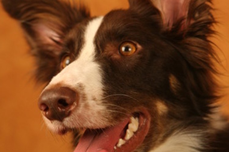 El Borador ha adquirido su temperamento altamente energético del Border collie.