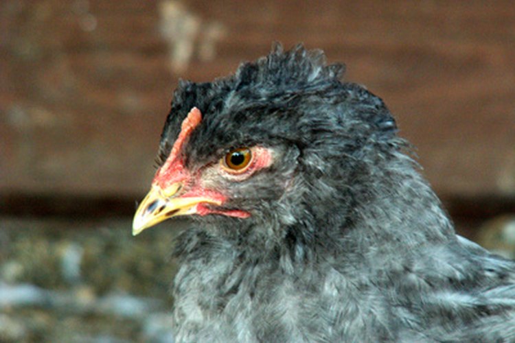 El estiércol de pollo puede ser peligroso para la salud.