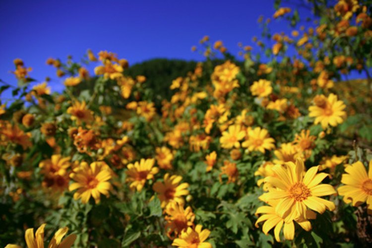 Los girasoles mexicanos pueden crecer hasta 30 pulgadas (76,2 centímetros) de altura.